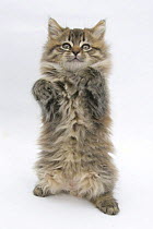 Maine Coon kitten, 8 weeks, standing up, with paws up like a boxer.