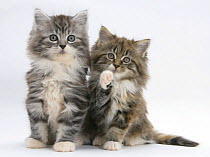Two Maine Coon kittens, 8 weeks, one with its paw raised