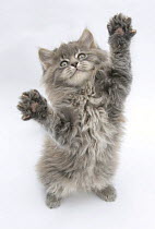 Maine Coon kitten, 8 weeks, standing up, with paws stretched.
