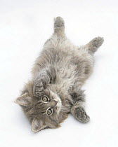 Maine Coon kitten, 8 weeks, lying on its back, looking up in a playful manner.