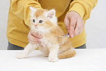 Grooming a ginger Maine Coon kitten. Model released