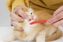 Brushing the teeth of a ginger Maine Coon kitten. Model released