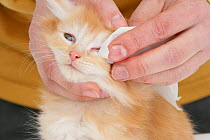 Wiping the eye of a ginger Maine Coon kitten. Model released