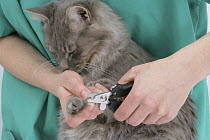 Clipping the claws of a Maine Coon cat,  Model released