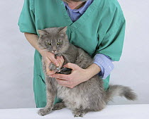 Clipping the claws of a Maine Coon cat,  Model released