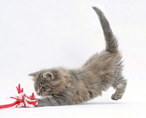 Maine Coon kitten, 8 weeks, playing with a rope toy. *NOT AVAILABLE FOR BOOK USE UNTIL 2017