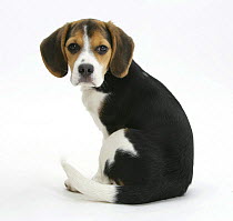 Beagle puppy, Florrie, 4 months, sitting, looking over her shoulder.