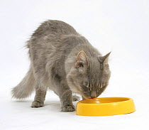 Maine Coon female cat, Serafin, drinking water from a yellow plastic bowl.