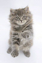 Maine Coon kitten, 8 weeks, standing up, with paws raised