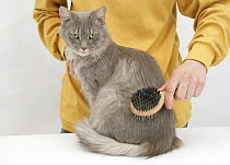 Grooming Maine Coon female cat, Serafin, with a brush. Model released