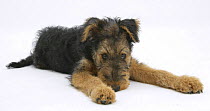 Airdale Terrier bitch puppy, Molly, 3 months, lying down
