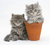 Two Maine Coon kittens playing in a terracotta flowerpot.