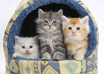 Three Maine Coon kittens, 8 weeks, in an igloo cat bed.