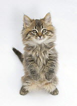 Maine Coon kitten, 8 weeks, standing up, with paws raised