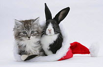 Maine Coon kitten, 8 weeks, and baby Dutch x Lionhead rabbit in a Father Christmas hat.