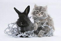 Maine Coon kitten, 8 weeks, and black baby Dutch x Lionhead rabbit with christmas tinsel.
