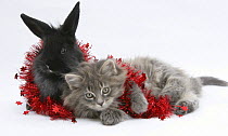 Maine Coon kitten, 8 weeks, and black baby Dutch x Lionhead rabbit with red christmas tinsel.