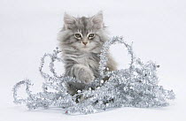 Maine Coon kitten, 8 weeks, with christmas tinsel.