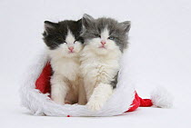 Sleepy Black-and-white and grey-and-white kittens in a Father Christmas hat.