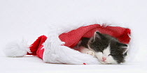 Black-and-white kitten sleeping in a Father Christmas hat.