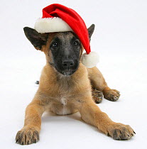 RF- Belgian Shepherd Dog puppy, Antar, aged10 weeks, wearing a santa hat. (This image may be licensed either as rights managed or royalty free.)