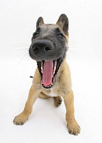 Belgian Shepherd Dog puppy, Antar, 10 weeks, yawning