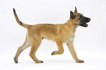 Belgian Shepherd Dog puppy, Antar, 10 weeks, trotting across.