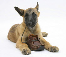 Belgian Shepherd Dog puppy, Antar, 10 weeks, chewing a child's shoe.