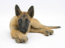Belgian Shepherd Dog puppy, Antar, 10 weeks, lying with chin on crossed paws.