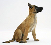 Belgian Shepherd Dog puppy, Antar, 10 weeks, profile sitting, looking up