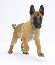 Belgian Shepherd Dog puppy, Antar, 10 weeks, trotting forward
