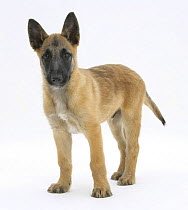 Belgian Shepherd Dog puppy, Antar, 10 weeks