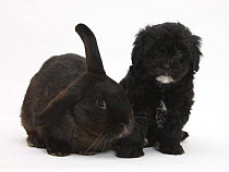 Black Pooshi (Poodle x Shih-Tzu) puppy with black rabbit.