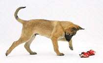 Belgian Shepherd Dog puppy, Antar, 10 weeks, playing with ragger toy.