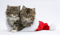 Two Maine Coon kittens, 8 weeks, in a Father Christmas hat.