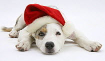 White-and-merle Border Collie-cross puppy, Ice, 14 weeks, wearing a Father Christmas hat, lying down