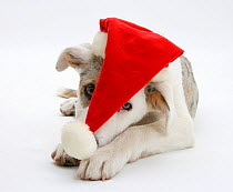 White-and-merle Border Collie-cross puppy, Ice, 14 weeks, wearing a Father Christmas hat.