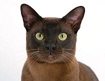 RF- Brown Burmese male cat, Murray, aged 9 months, portrait. (This image may be licensed either as rights managed or royalty free.)