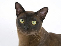 Brown Burmese male cat, Murray, 9 months, portrait