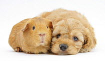 Golden Cockerpoo (Cocker spaniel x poodle) puppy, 6 weeks, with red Guinea pig.