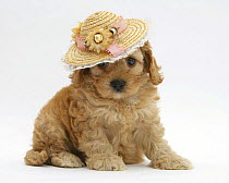 Golden Cockerpoo puppy, 6 weeks, wearing a straw hat.