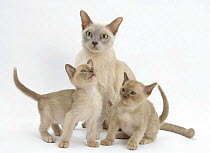 Lilac Burmese mother cat, Lily, and two kittens, 7 weeks