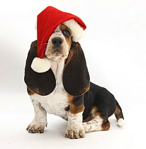 Basset Hound puppy, Betty, 9 weeks, sitting, wearing a Father Christmas hat.