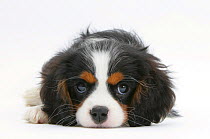 Tricolour Cavalier King Charles Spaniel puppy, lying with chin on floor.
