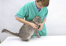 Veterinary nurse clipping Maine Coon cat's claws. Model released