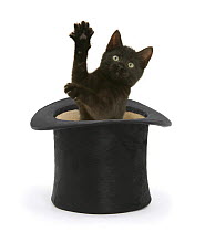 Black kitten, Charkle, 10 weeks, popping out of a black top hat.