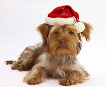 Yorkshire Terrier x Poodle puppy, Swede, with Father Christmas hat on.