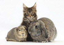 Tabby Maine Coon kitten, Logan, 12 weeks, with rabbit and guinea pig.