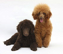 Chocolate Standard Poodle puppy, Tara, 8 weeks, with adult Red Toy Poodle, Reggie, 18 months
