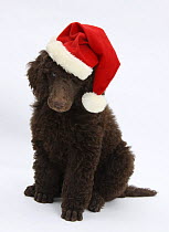 Chocolate Standard Poodle puppy, Tara, 8 weeks,  sitting, wearing a Father Christmas hat.